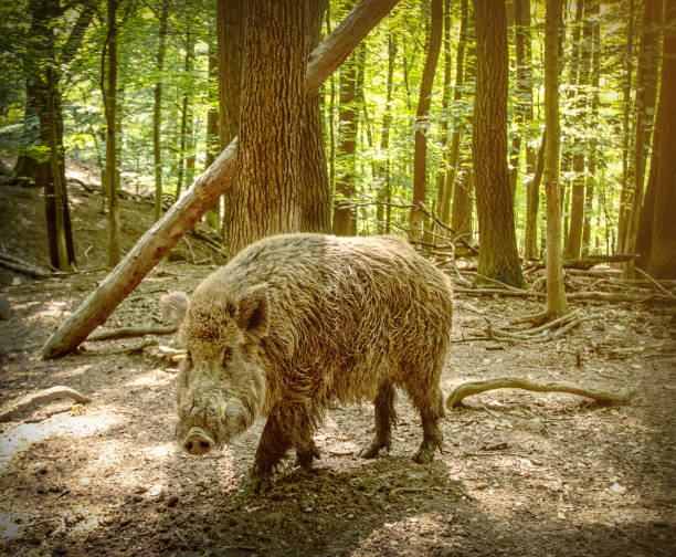 Wild boar (Sus scrofa)