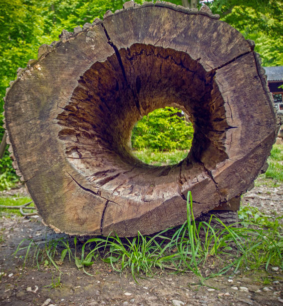 Hollow tree trunk in the forest, summer bright day