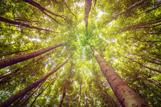 istock Tall trees in Viennese forest, Wienerwald, bottom view 960879688