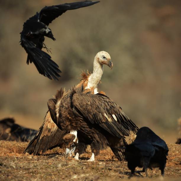 istock griffon vulture (Gyps fulvus) and Cinereous vulture (Aegypius monachus) 960881166