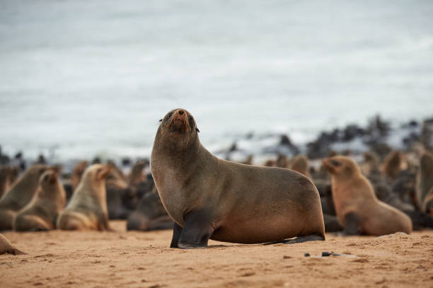 istock Colony of fur seals in Namibia 960881320