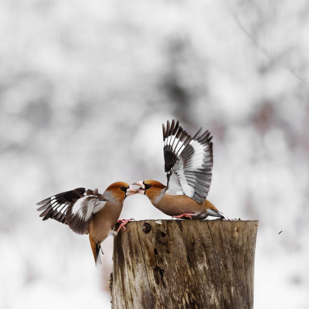 istock two Hawfinch (Coccothraustes coccothraustes) fight at the feeder 960882274