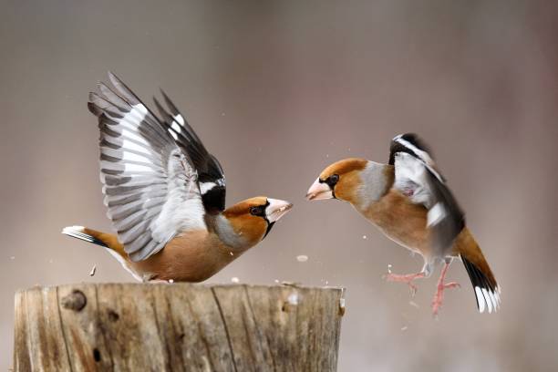 istock two Hawfinch (Coccothraustes coccothraustes) fight at the feeder 960882450