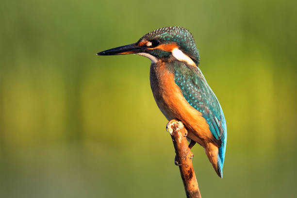 istock Kingfisher sitting on a stick on a beautiful background 960885700