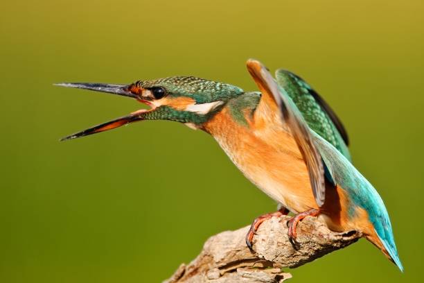 istock Kingfisher sitting on a stick with wings spread on a beautiful background 960886298