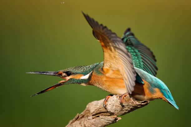istock Kingfisher sitting on a stick with wings spread on a beautiful background 960888048