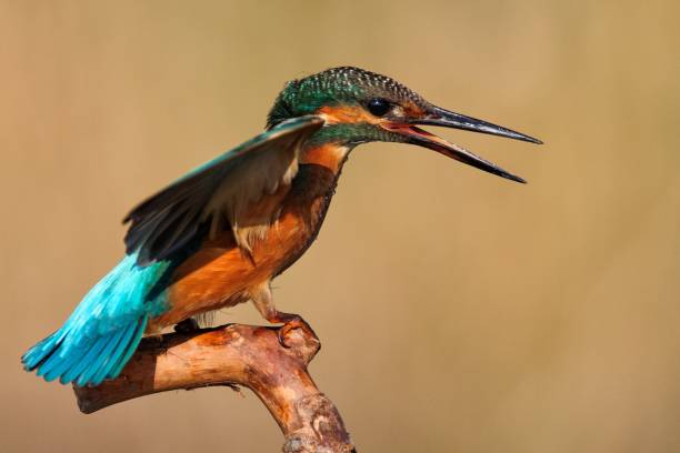 istock Common Kingfisher (Alcedo atthis) sitting on a beautiful background 960888594