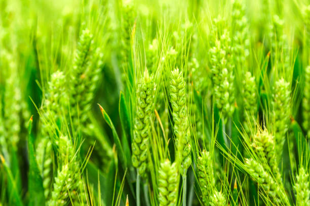 istock Green field of sprouting wheat 960889504