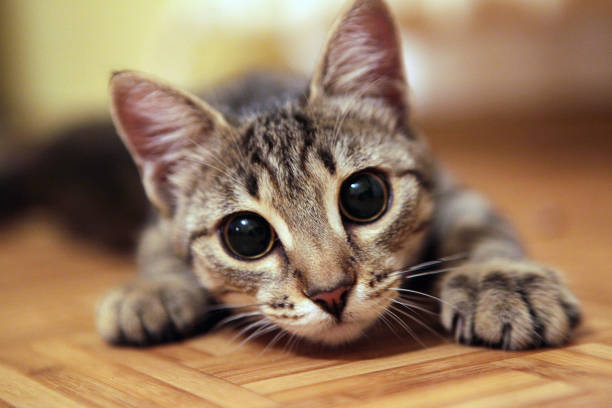 istock adorable cat with big eyes looking at the camera 960890018