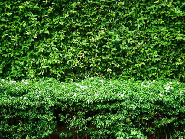 istock Green plant garden 960893894