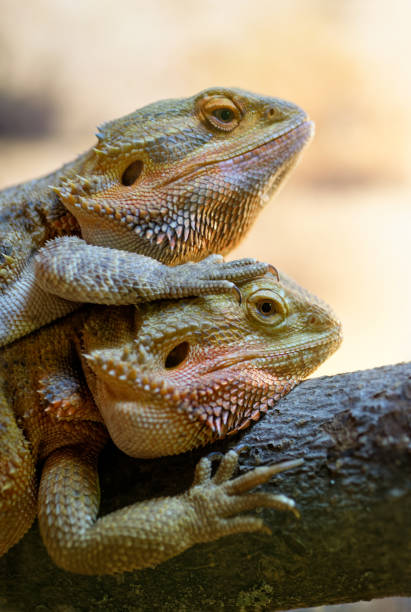 istock Couple of bearded dragons 960894108