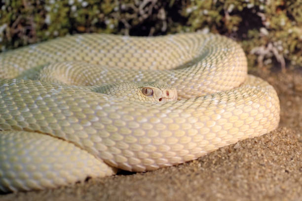 istock White western diamondback rattlesnake 960894142