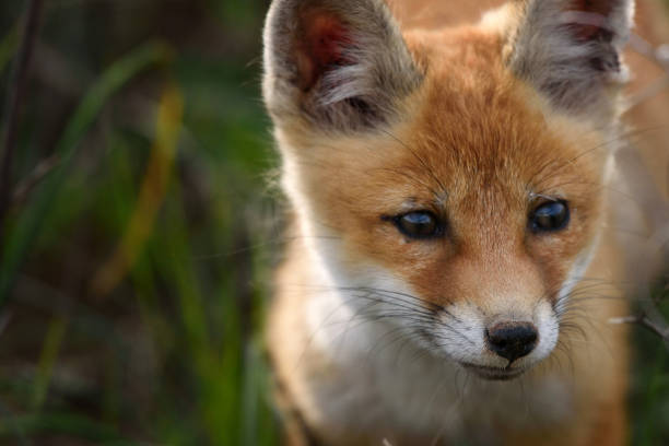 istock portrait of a Fox, closeup. 960894426