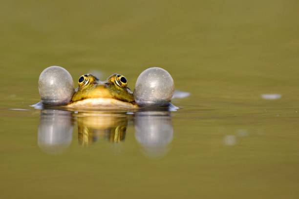 istock Green frog croaking on a beautiful background 960894630