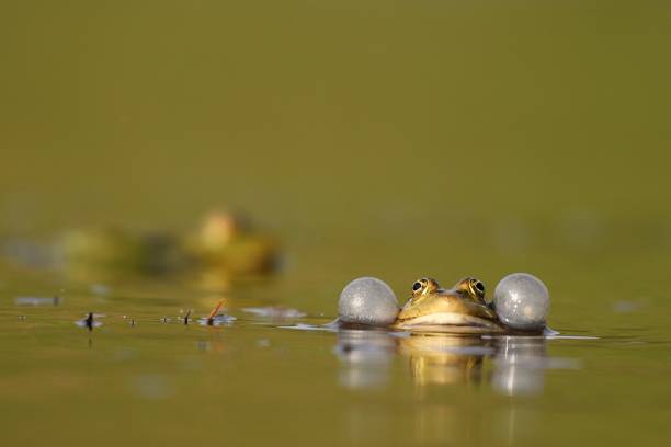 istock Green frog croaking on a beautiful background 960894856