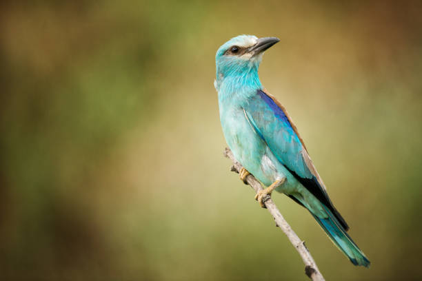 istock European roller sitting on a branch on a beautiful background 960897866