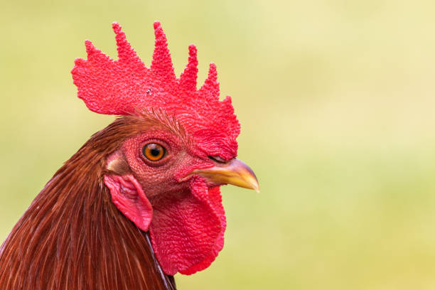 istock Rooster Chicken Portrait 960898284