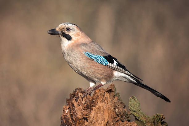 istock Eurasian jay (Garrulus glandarius) on the winter bird feeder 960898442