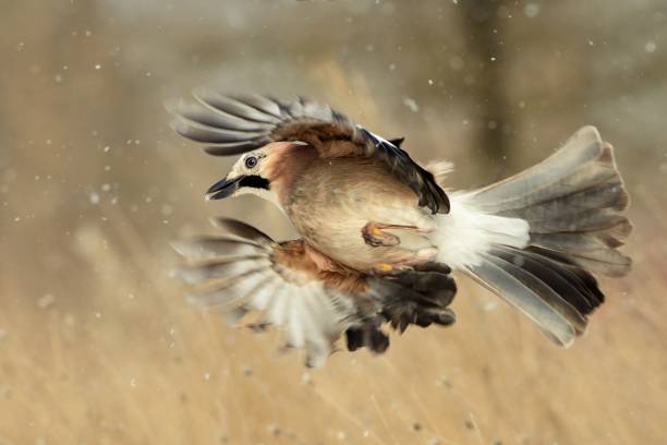 istock Eurasian Jay in flight in the snow 960902512