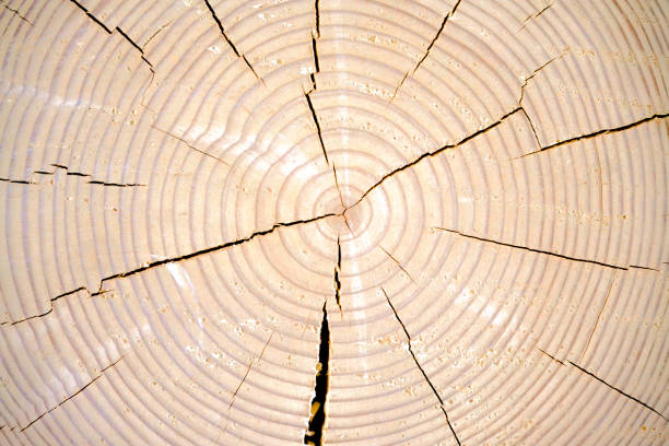 fondo de rodaja de madera cedro círculo textura - wood circular saw dirty old fotografías e imágenes de stock