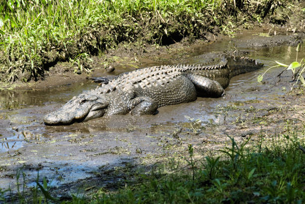 Alligator in einem schlammigen Feuchtbiotop – Foto