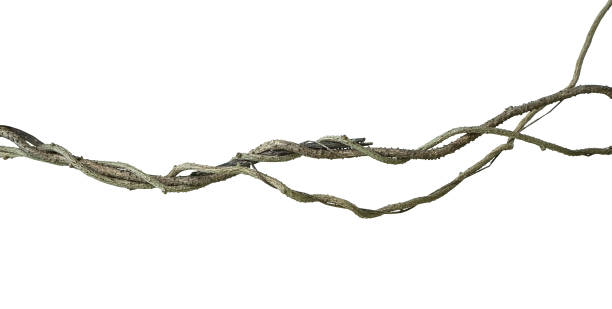istock Twisted wild liana vine tropical isolated on white background, clipping path included 960906786