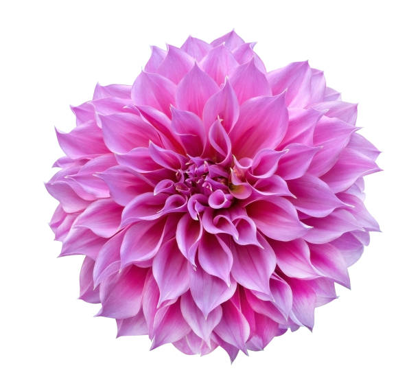 istock Pink Dahlia isolated on white background, clipping path included 960906852