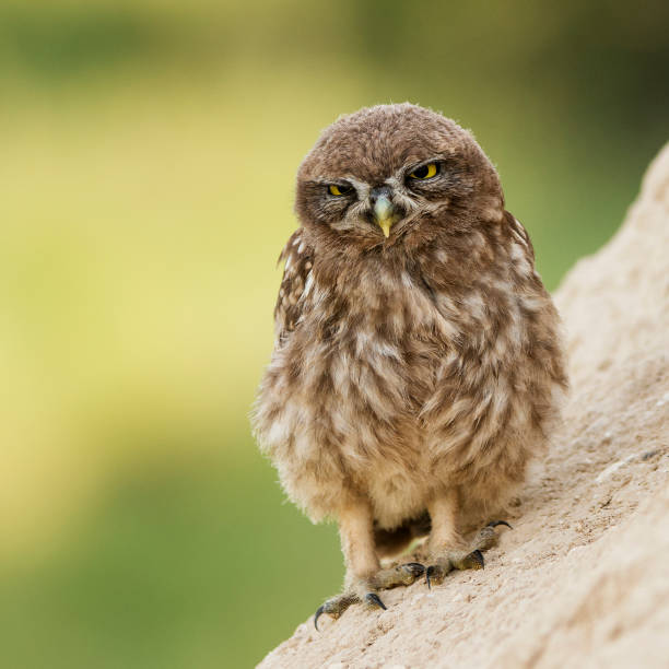 istock The little owl standing and looking at camera on a beautiful background 960906984