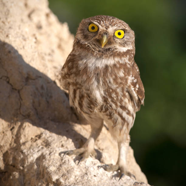 istock The little owl standing and looking at camera 960907276