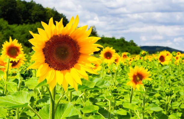 istock sunflower field in the mountains 960910672