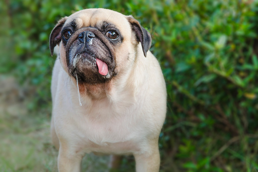 Close-up retrato lindo perro cachorro barro amasado con saliva y mocos por la lengua hacia fuera y la cámara buscando (como rabia) photo