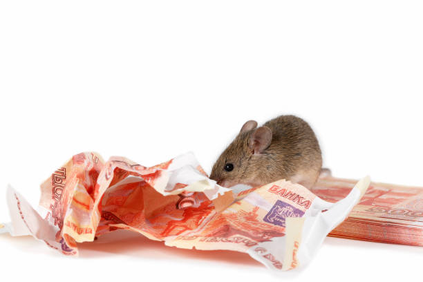 istock Closeup mouse eats banknote on pile of cash on white background. 960914958