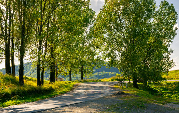 istock trees by the serpentine road in mountains 960917326