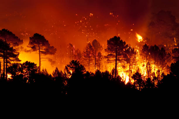 Forest fire, Pinus pinaster, Guadalajara (Spain) stock photo