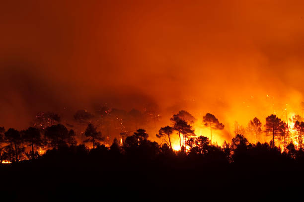 Forest fire, Pinus pinaster, Guadalajara (Spain) stock photo