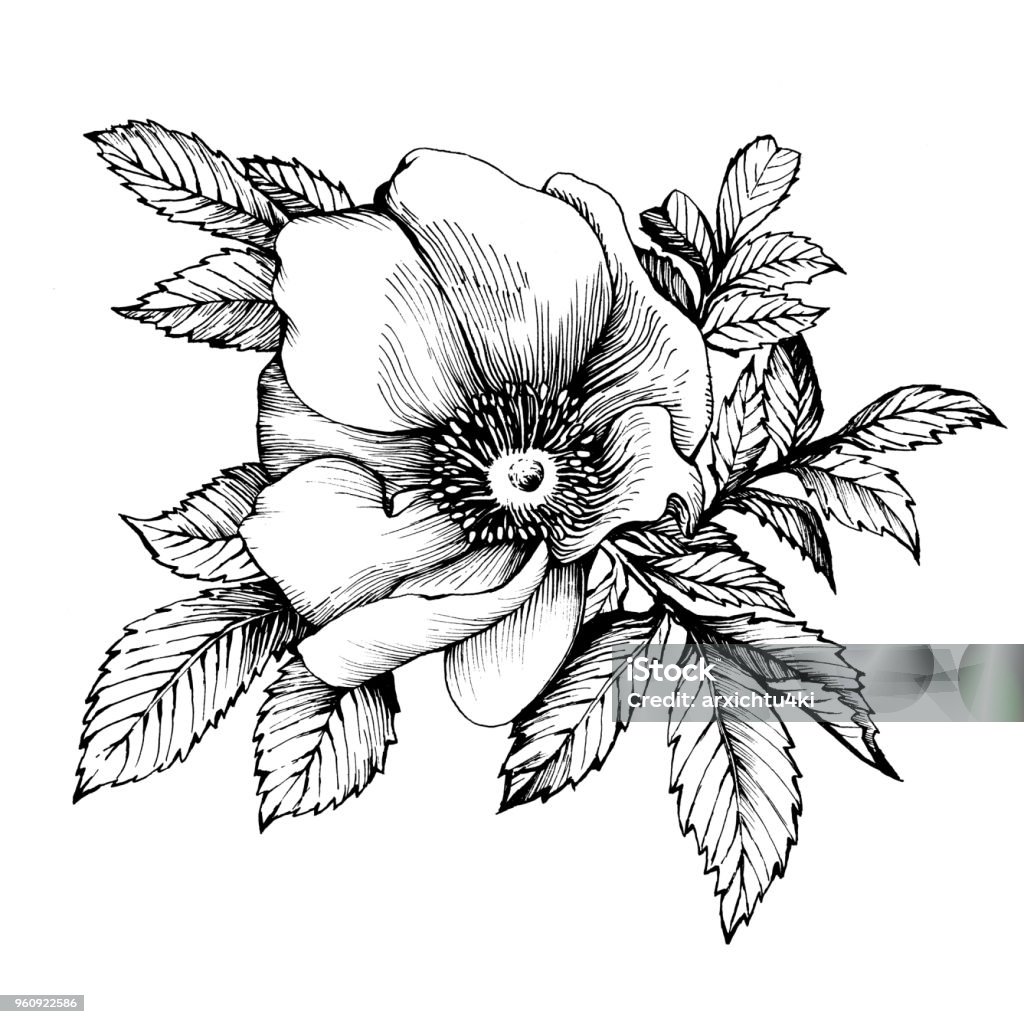 Ilustración de Gráfico El Perro De Rama Flor Rosa Nombres Japonés Color De  Rosa Rosa Rugosa Ilustración De Contorno De Blanco Y Negro y más Vectores  Libres de Derechos de Rugosa Rose -