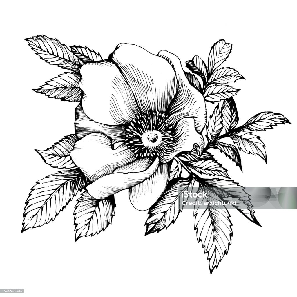 Ilustración de Gráfico El Perro De Rama Flor Rosa Nombres Japonés Color De Rosa Rosa Rugosa Ilustración De Contorno De Blanco Y Negro y más Vectores Libres de Derechos de Rugosa Rose - Ilustración de Gráfico El Perro De Rama Flor Rosa Nombres Japonés Color De Rosa Rosa Rugosa Ilustración De Contorno De Blanco Y Negro y más Vectores Libres de Derechos de Rugosa Rose -
