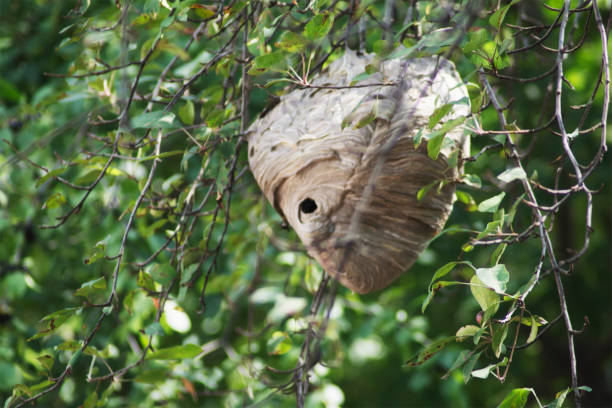 A side view of a dangerous wasp nest.