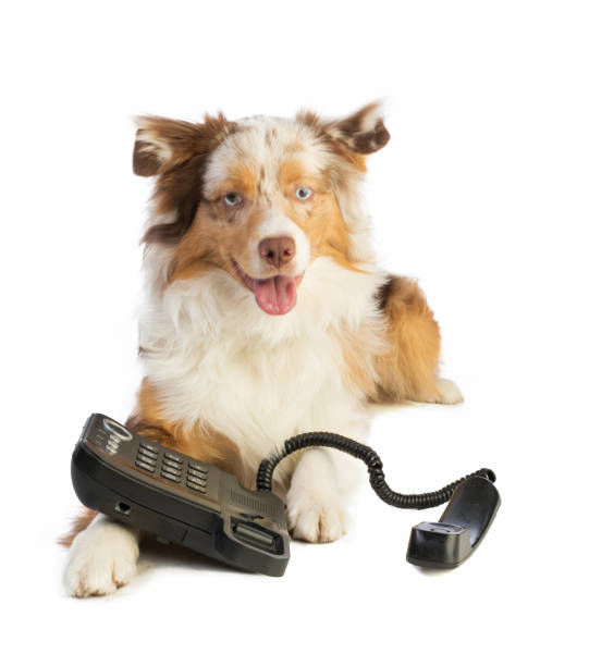 istock american shepherd with phone 960923390