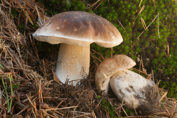 istock Mushroom, Boletus Edulis 960923538