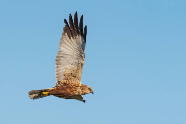 istock Birds of prey - Marsh Harrier (Circus aeruginosus) in fly 960923676
