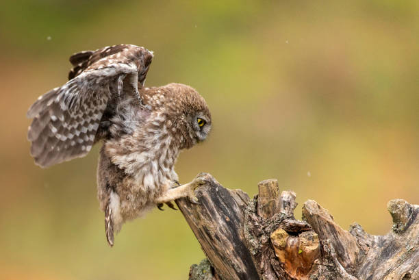 istock The little owl (Athene noctua) sitting on a stick with open wings 960926214