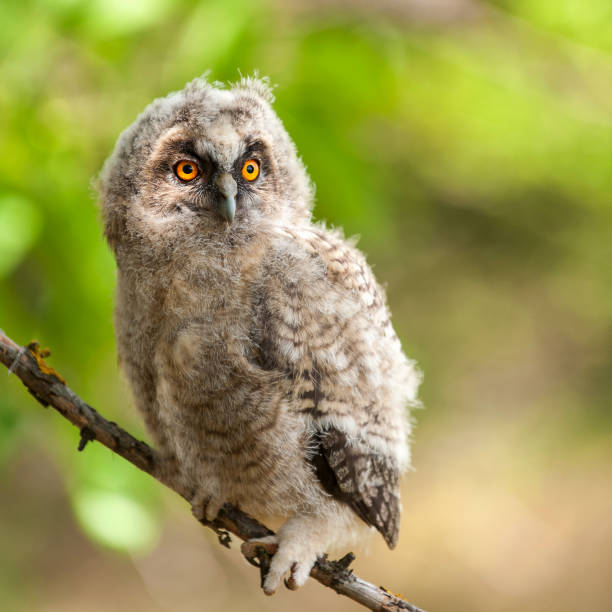 istock portrait of a young long-eared owl (Asio otus) 960926232