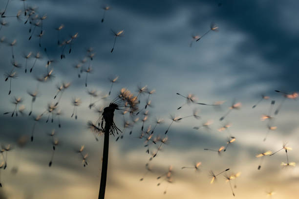 istock dandelion close-up at sunset 960926356
