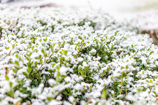 Snake's Head Fritillary (Fritillaria meleagris) covered in snow during a springtime blizzard in the city park of the ancient hanseatic league city of Kampen in front of Cellebroederspoort in the background.