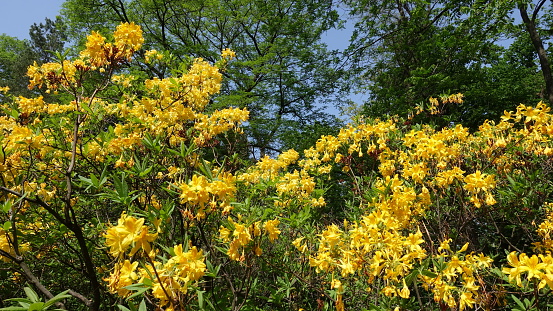 Rhododendron yellow spring in the park against the background of tall green trees and blue sky. Rhododendron Luteum Sweet, Rhododendron luteum