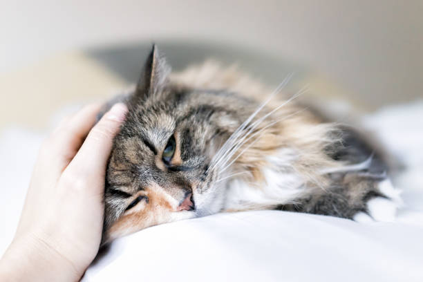 närbild porträtt av söt sorgliga kalikå maine coon katt liggande på sängen i sovrummet rum, som masseras, klappad linjerade på panna bakom öronen - sibirisk katt bildbanksfoton och bilder