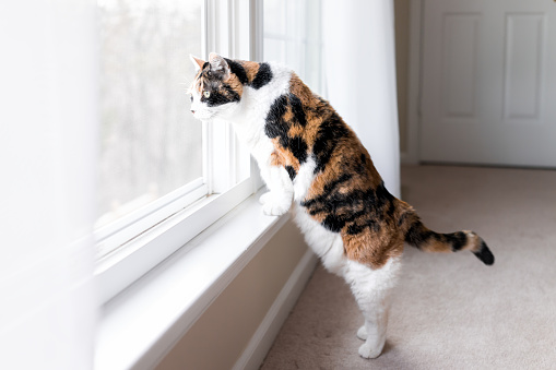 Female funny cute calico cat on windowsill window sill standing on hind legs trick looking up staring between curtains blinds outside by glass