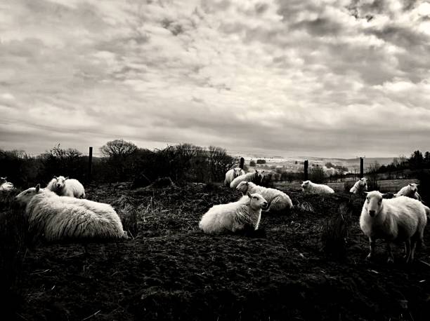 istock A group of sheep resting on a field, Wales 960931774