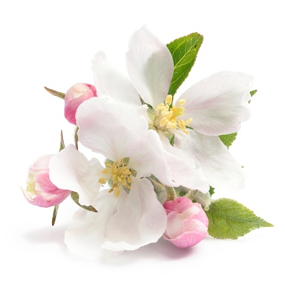 Apple blossom isolated on a white background.